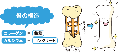 骨の構造 コラーゲン=鉄筋 カルシウム=コンクリート