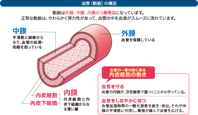 血管（動脈）の構造 動脈は外膜、中膜、内膜の3層構造になっています。正常な動脈は、やわらかく弾力性があって、血管の中を血液がスムーズに流れています。